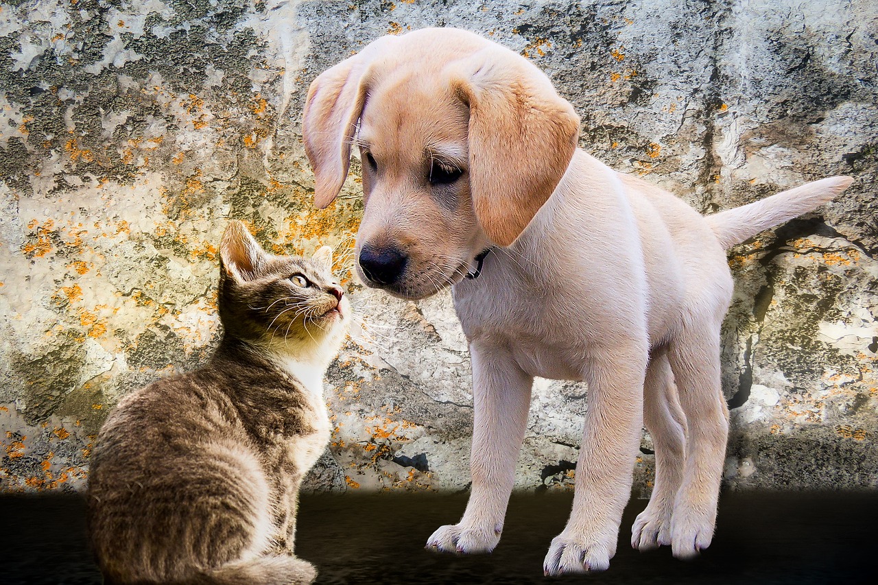 animals, dog, cat, pet, puppy, young, playful, animal, nature, curiosity, to play, love, dog puppy, kitten, wall, plaster, snout, domestic animal